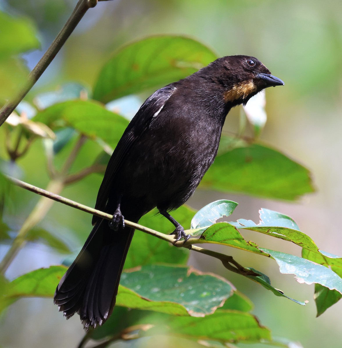Flame-crested Tanager (Flame-crested) - ML642602182