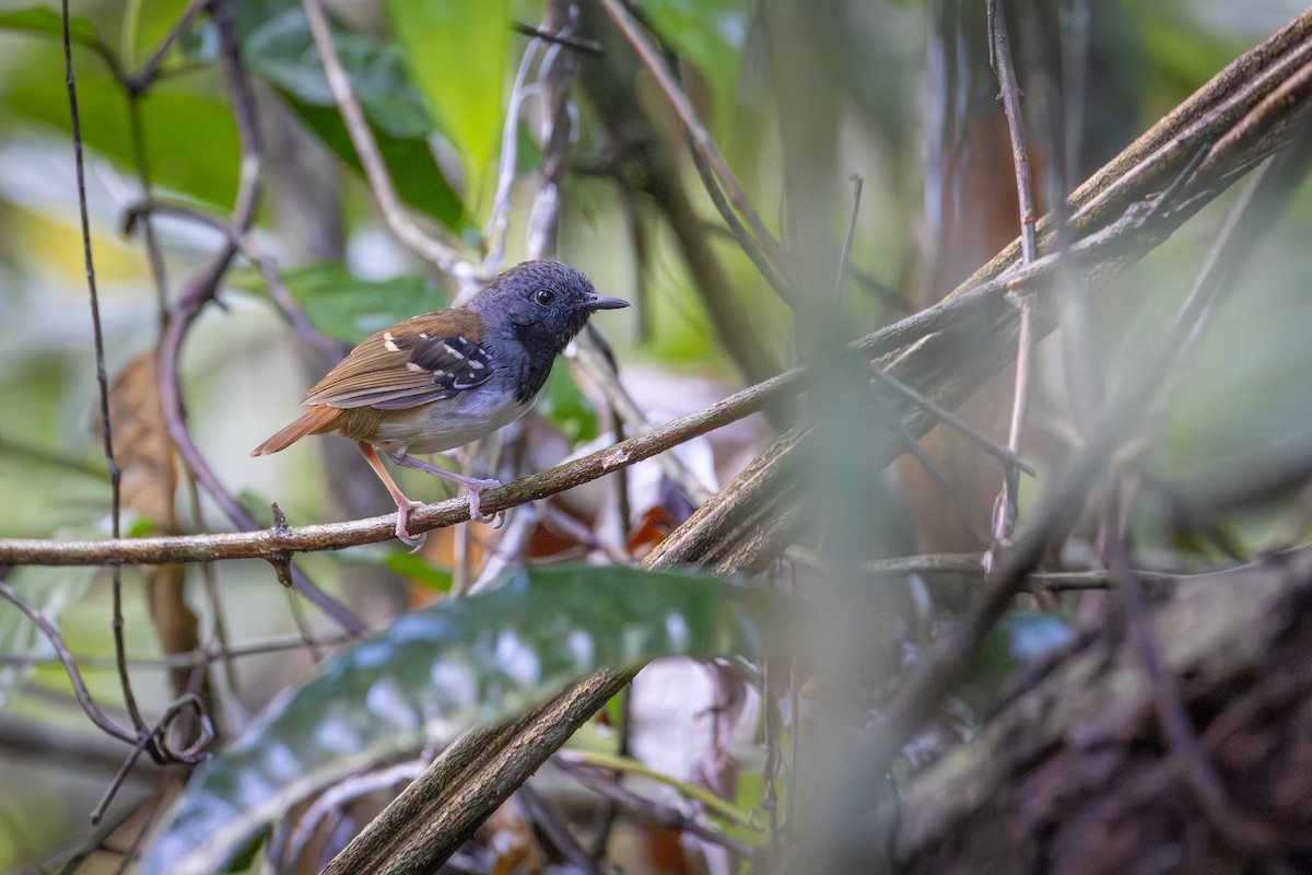 Chestnut-tailed Antbird (pallens) - ML642602183