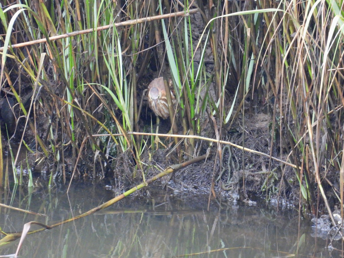 Least Bittern - ML642602197