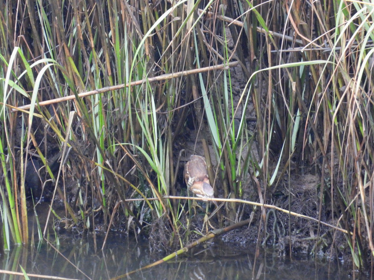 Least Bittern - ML642602198