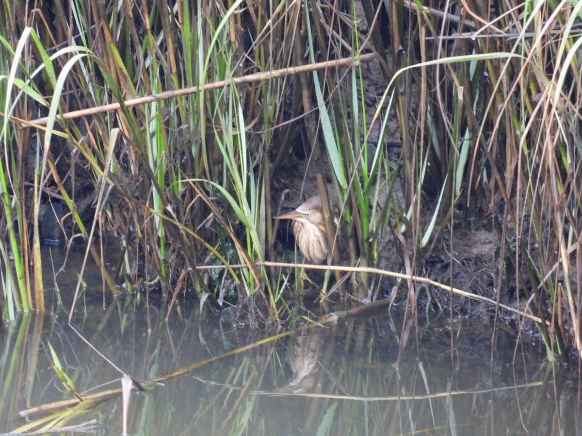 Least Bittern - ML642602199