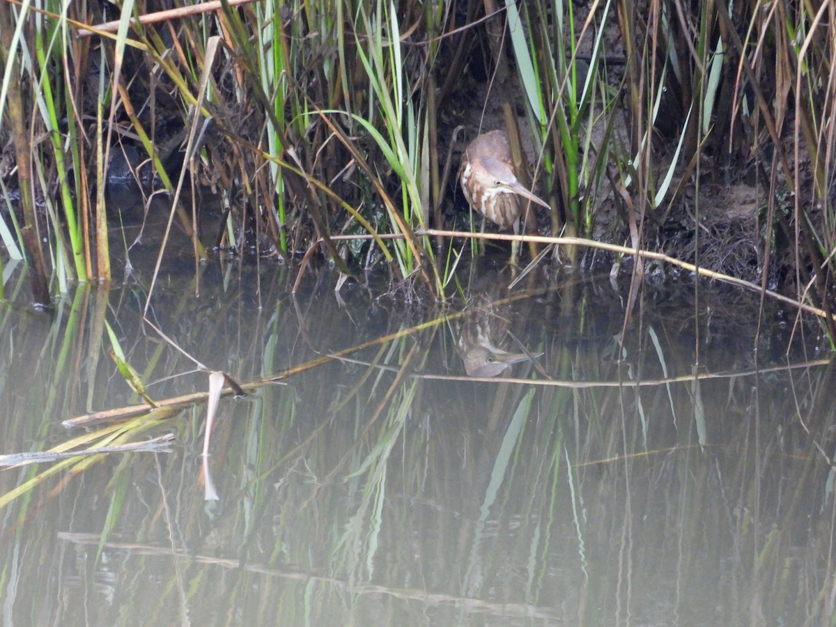Least Bittern - ML642602200