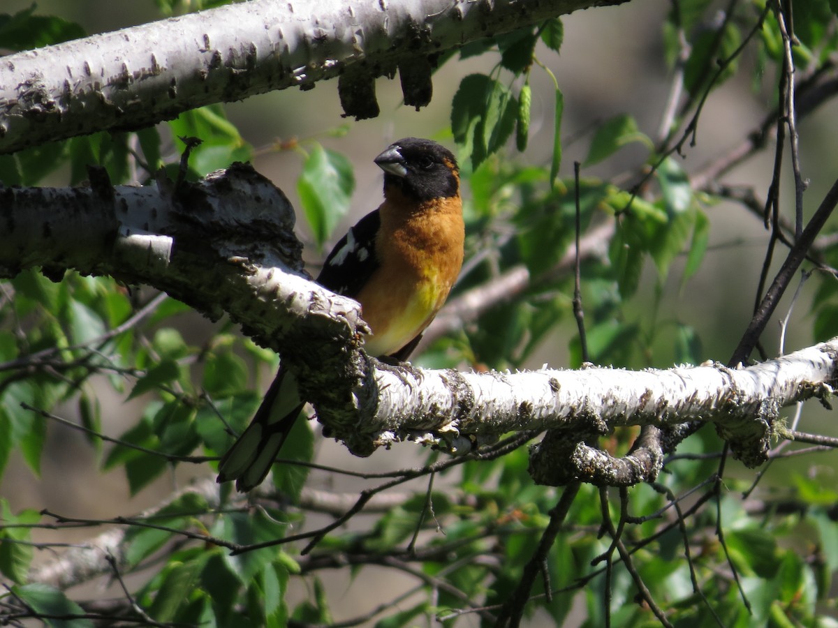 Black-headed Grosbeak - ML642602242