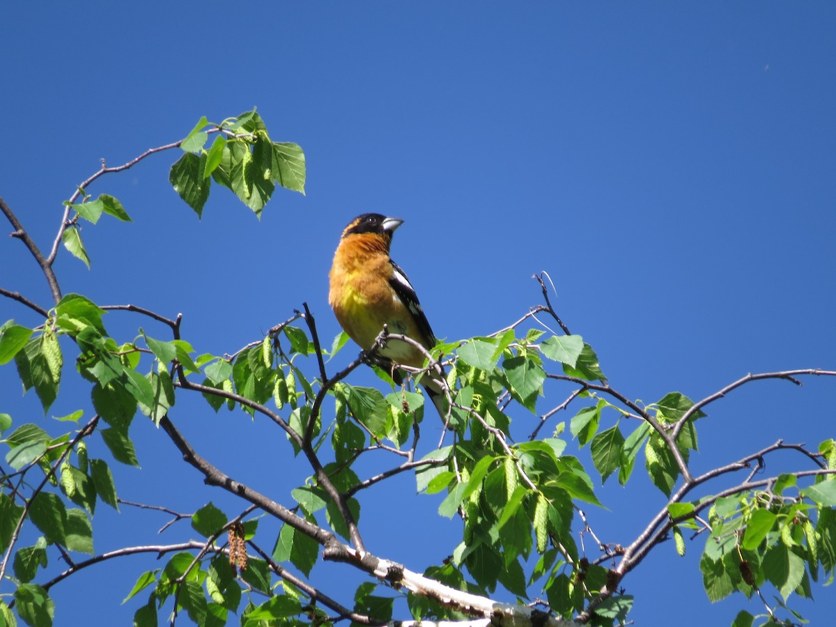 Black-headed Grosbeak - ML642602243