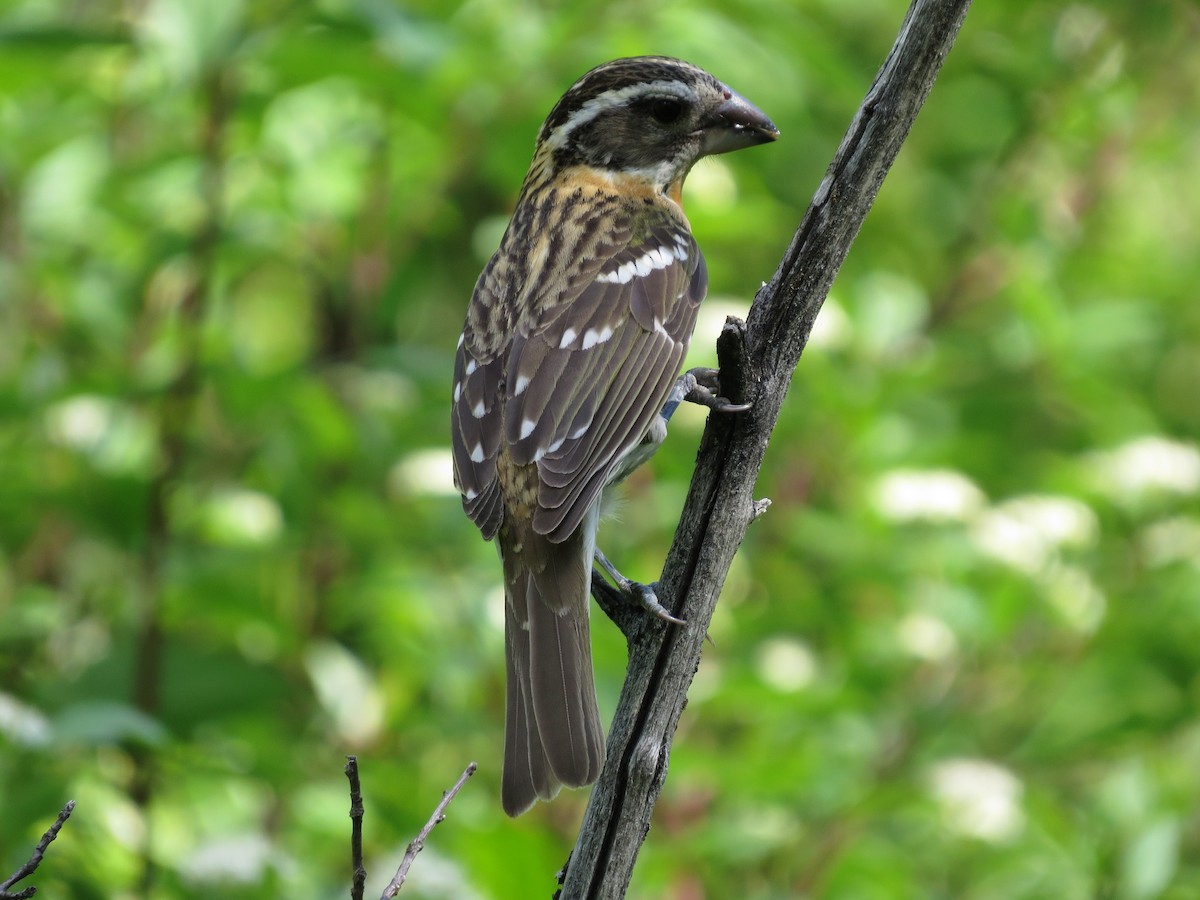 Black-headed Grosbeak - ML642602244