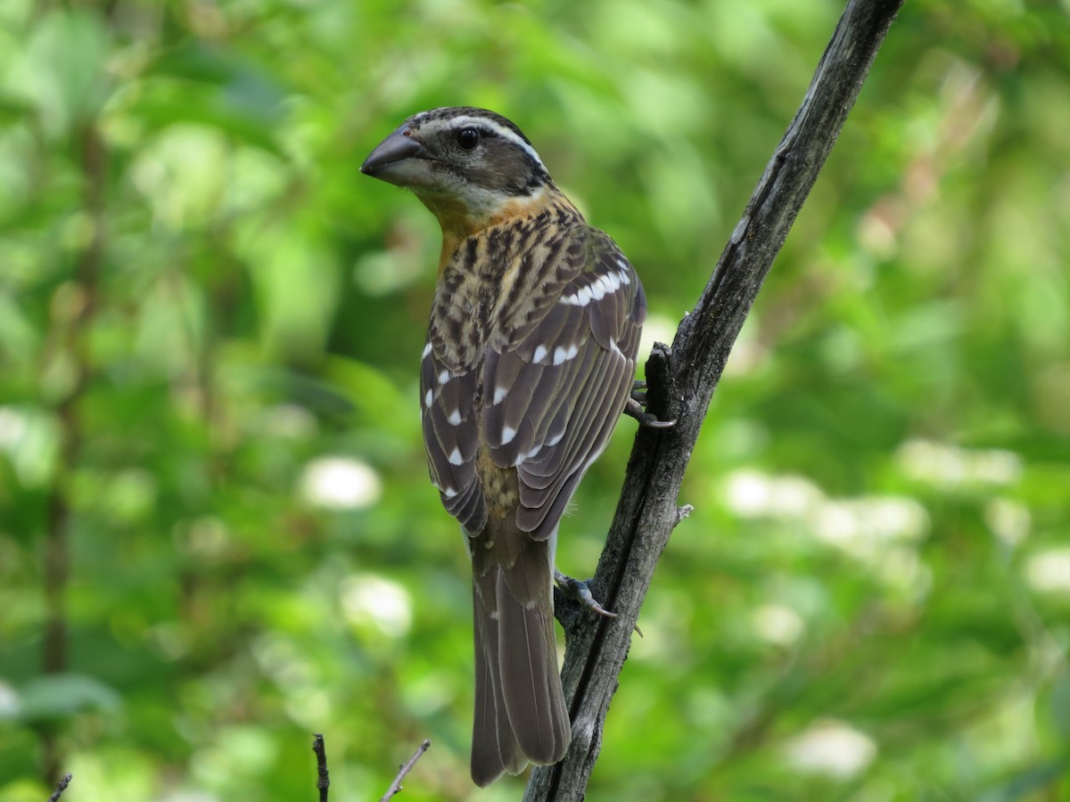 Black-headed Grosbeak - ML642602245