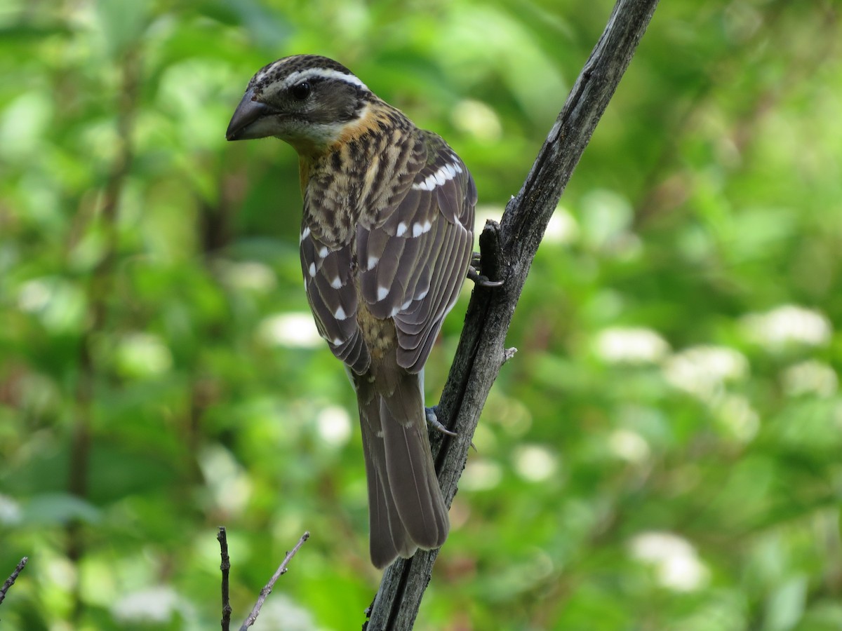 Black-headed Grosbeak - ML642602246