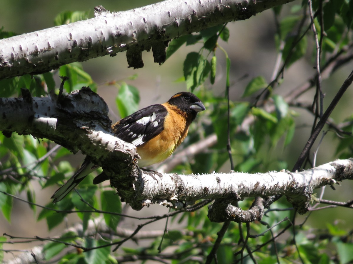 Black-headed Grosbeak - ML642602247
