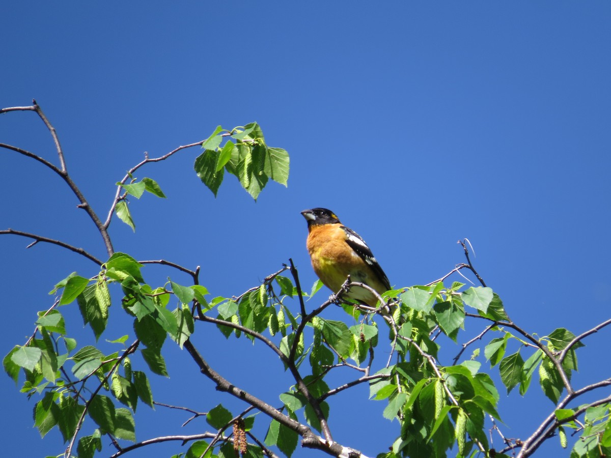 Black-headed Grosbeak - ML642602248