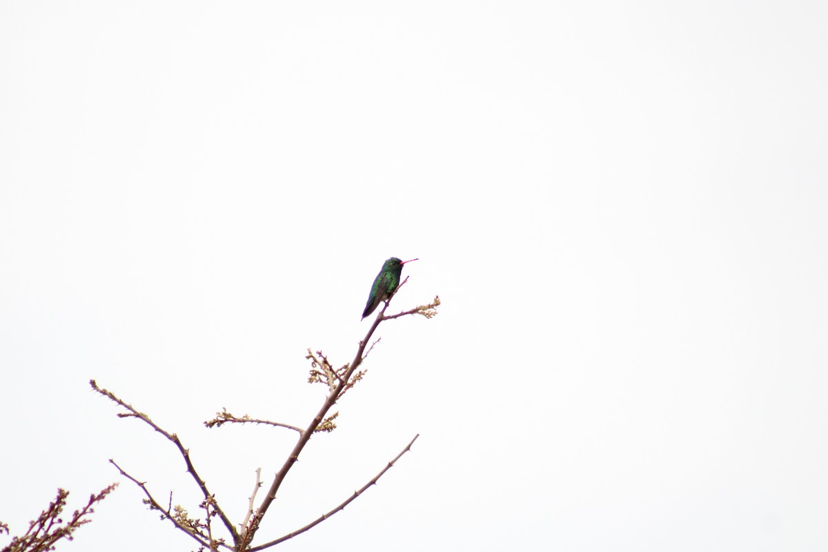 Glittering-bellied Emerald - ML642602249