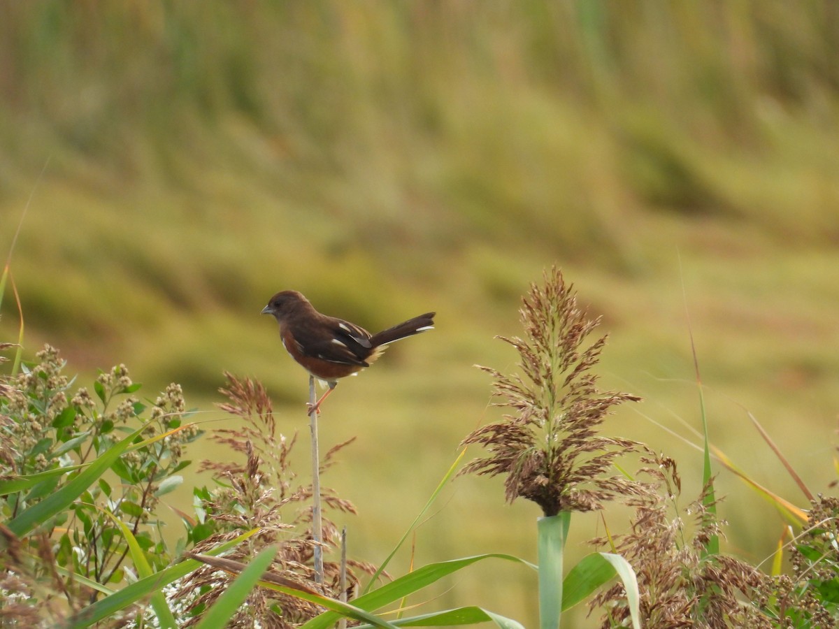 Eastern Towhee - ML642602265