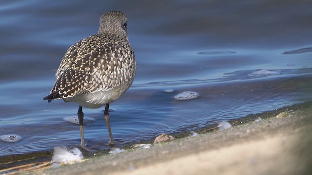 Black-bellied Plover - ML642602268