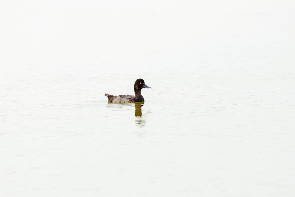 Lesser Scaup - ML642602271