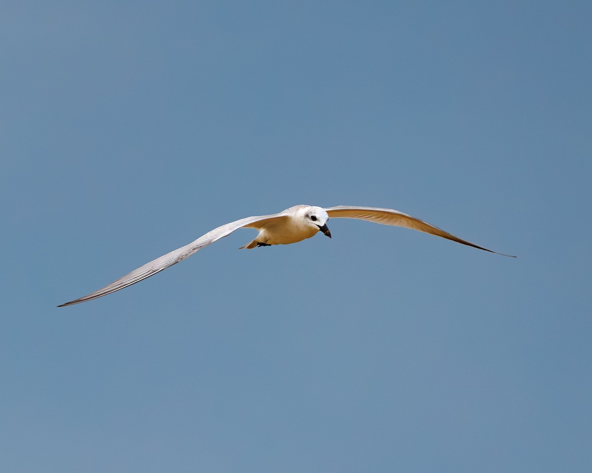 Бахим хараалай - ML642602278