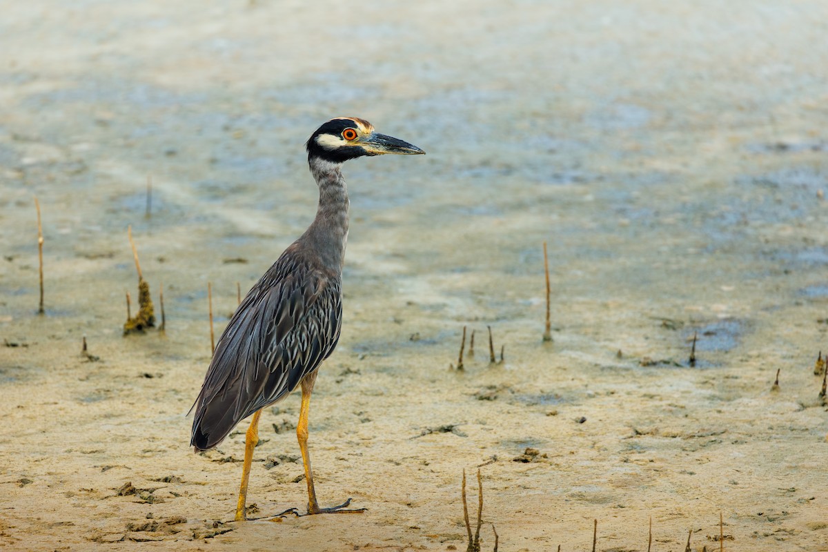 Yellow-crowned Night Heron - ML642602291