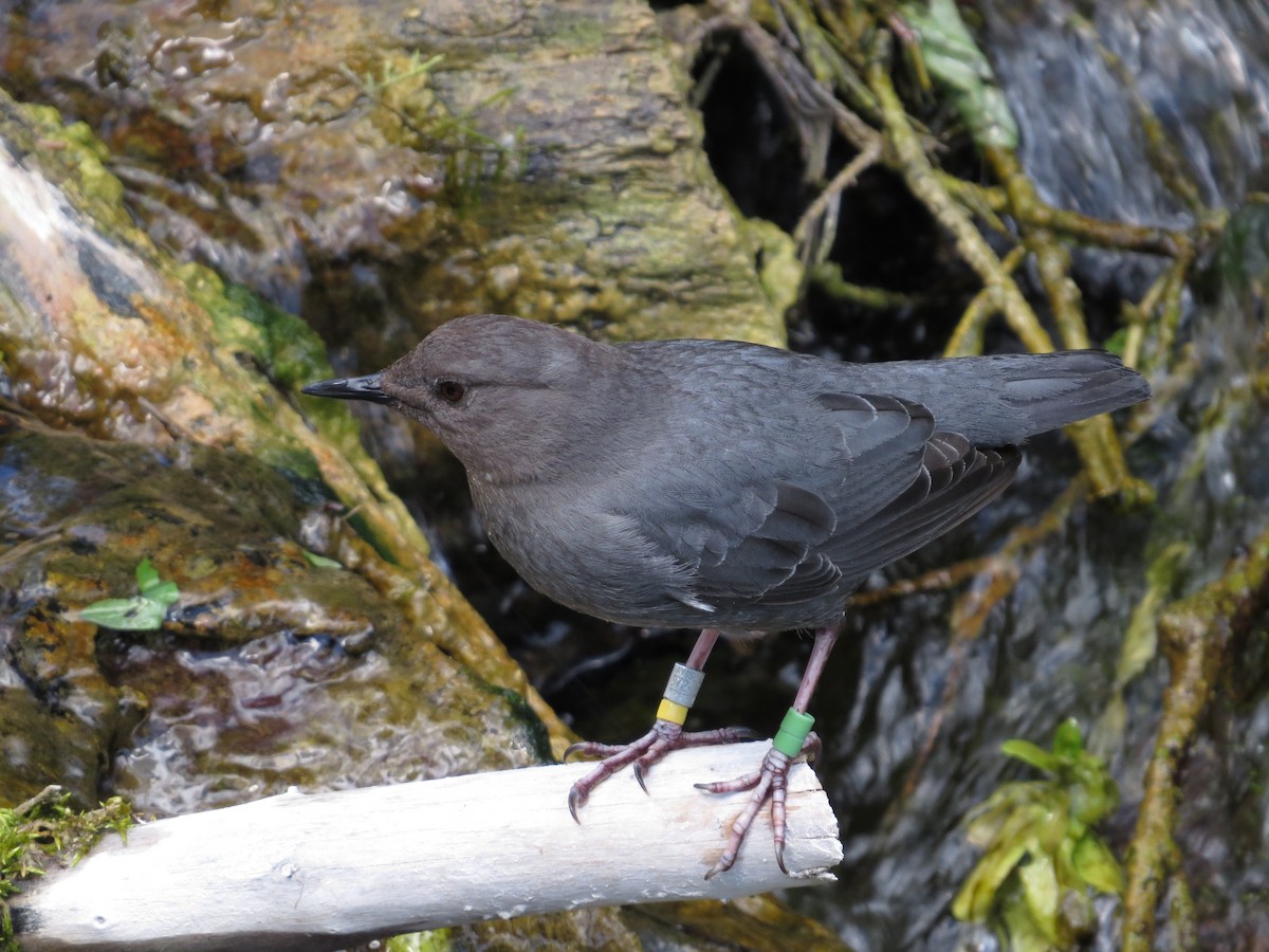 American Dipper - ML642602323