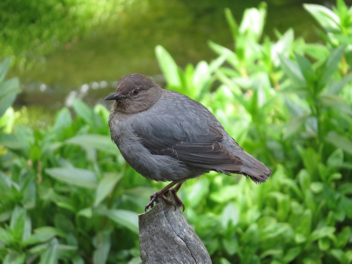 American Dipper - ML642602325