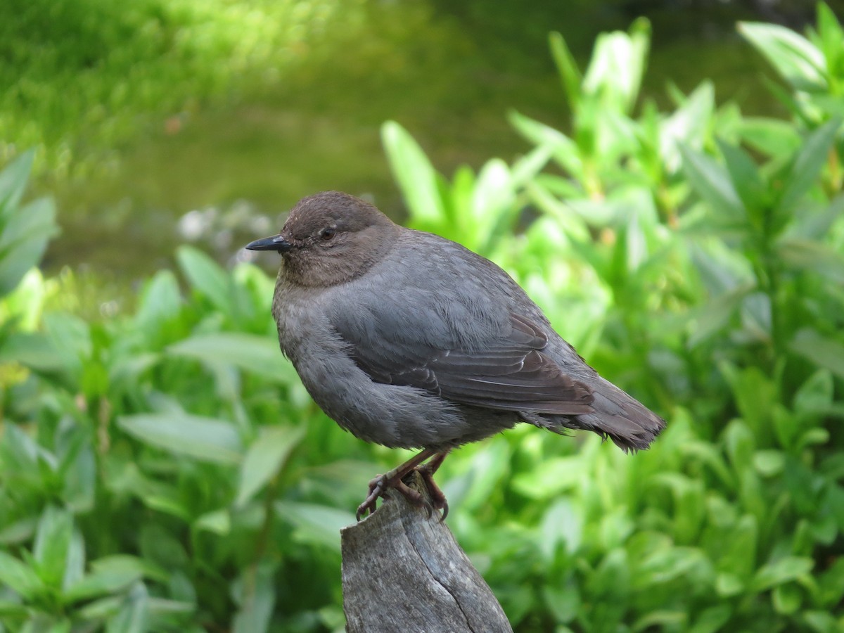 American Dipper - ML642602326