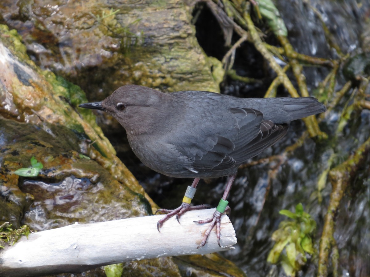 American Dipper - ML642602327