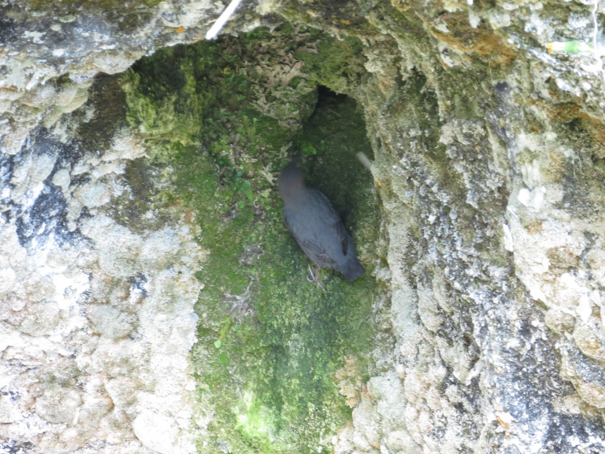 American Dipper - ML642602328