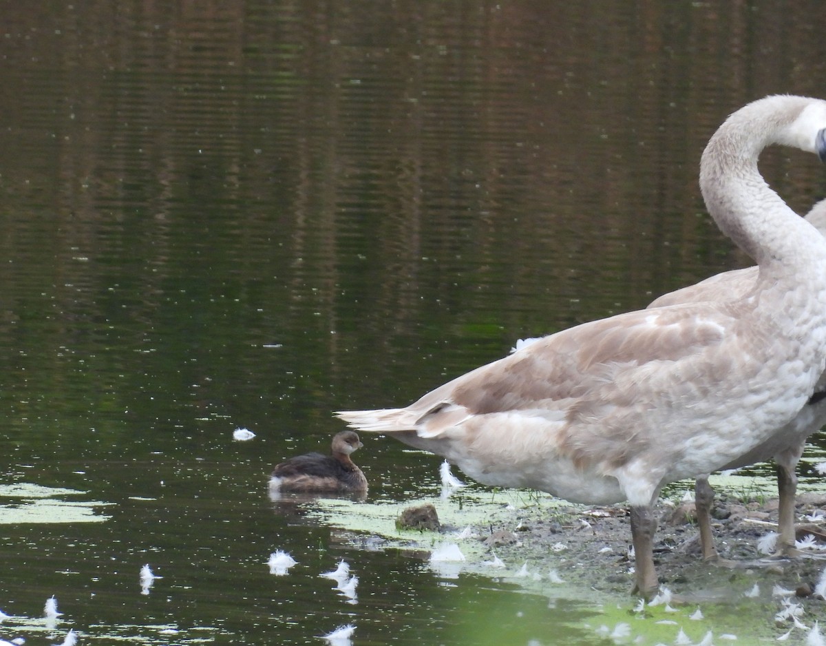 Pied-billed Grebe - ML642602396