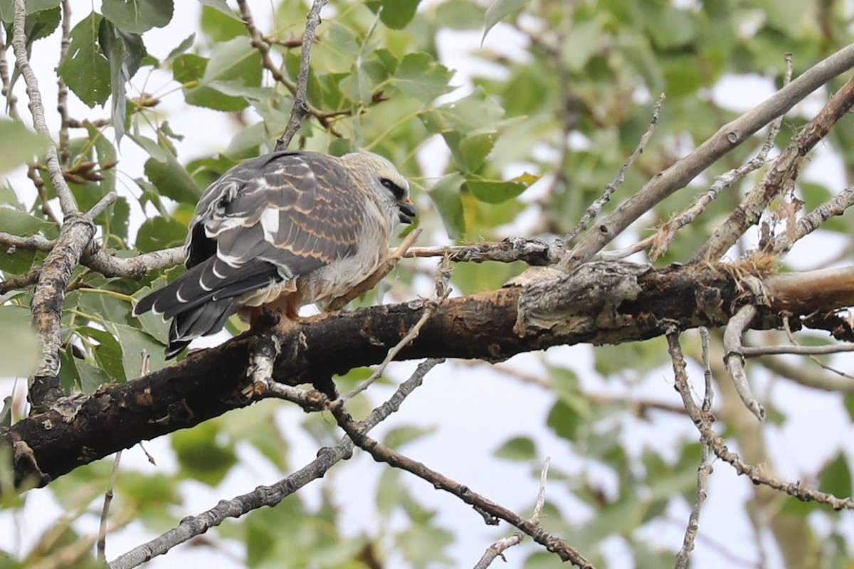 Mississippi Kite - ML642602423