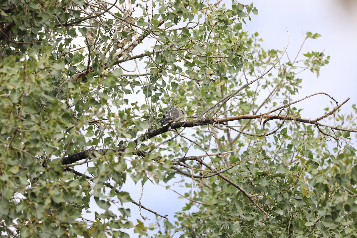 Mississippi Kite - ML642602424