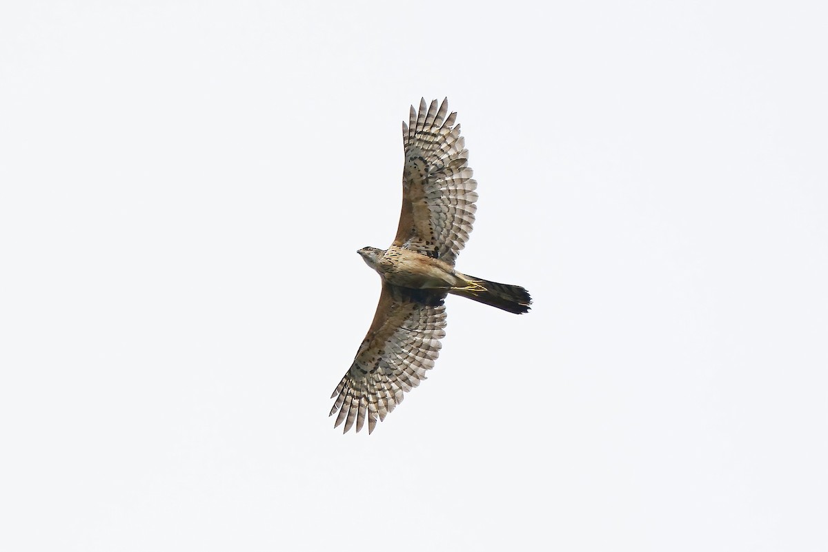 Black Goshawk - ML642602431