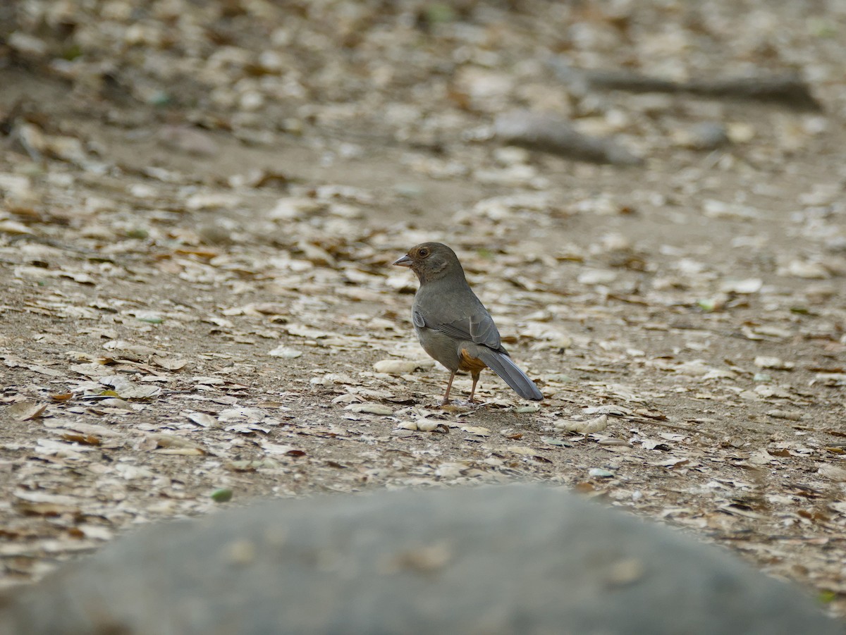 California Towhee - ML642602432
