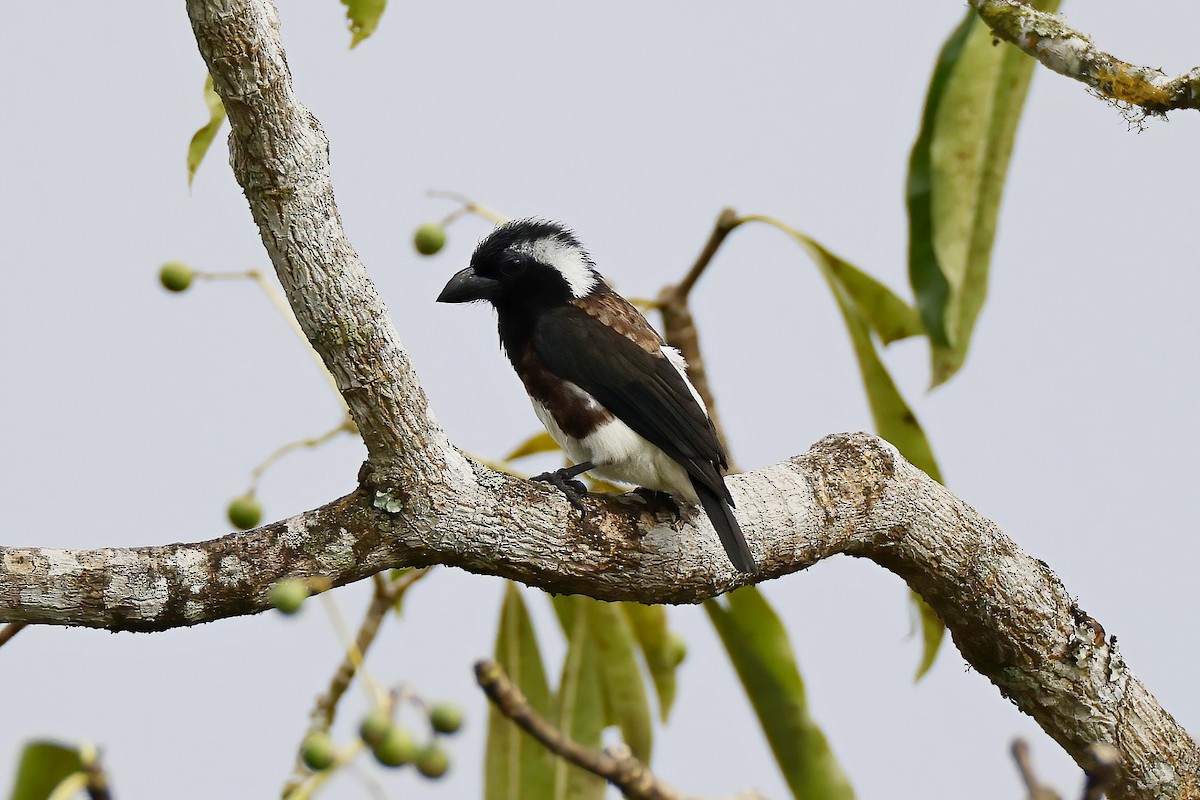 White-eared Barbet - ML642602456