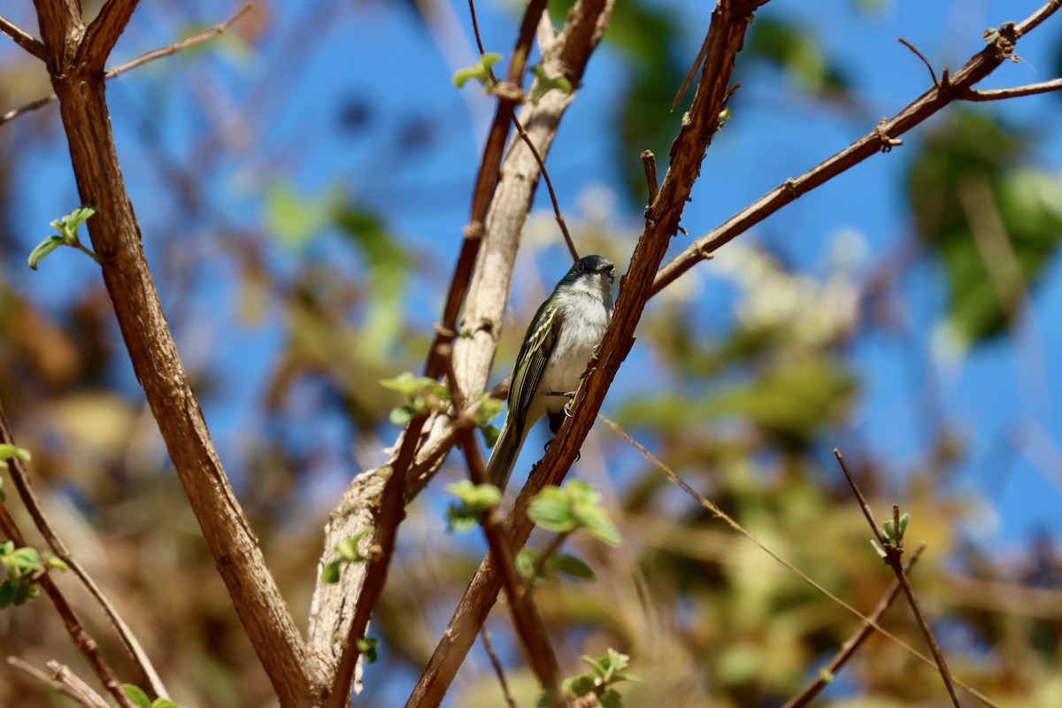 Gray-headed Elaenia - Jack Hagan