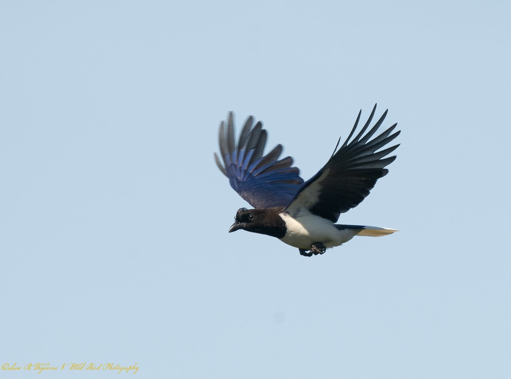 Curl-crested Jay - ML642602498