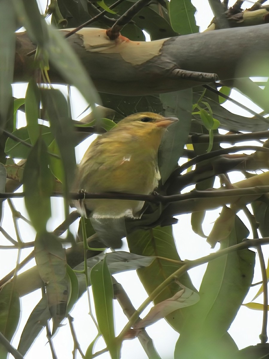 Blackpoll Warbler - ML642602504