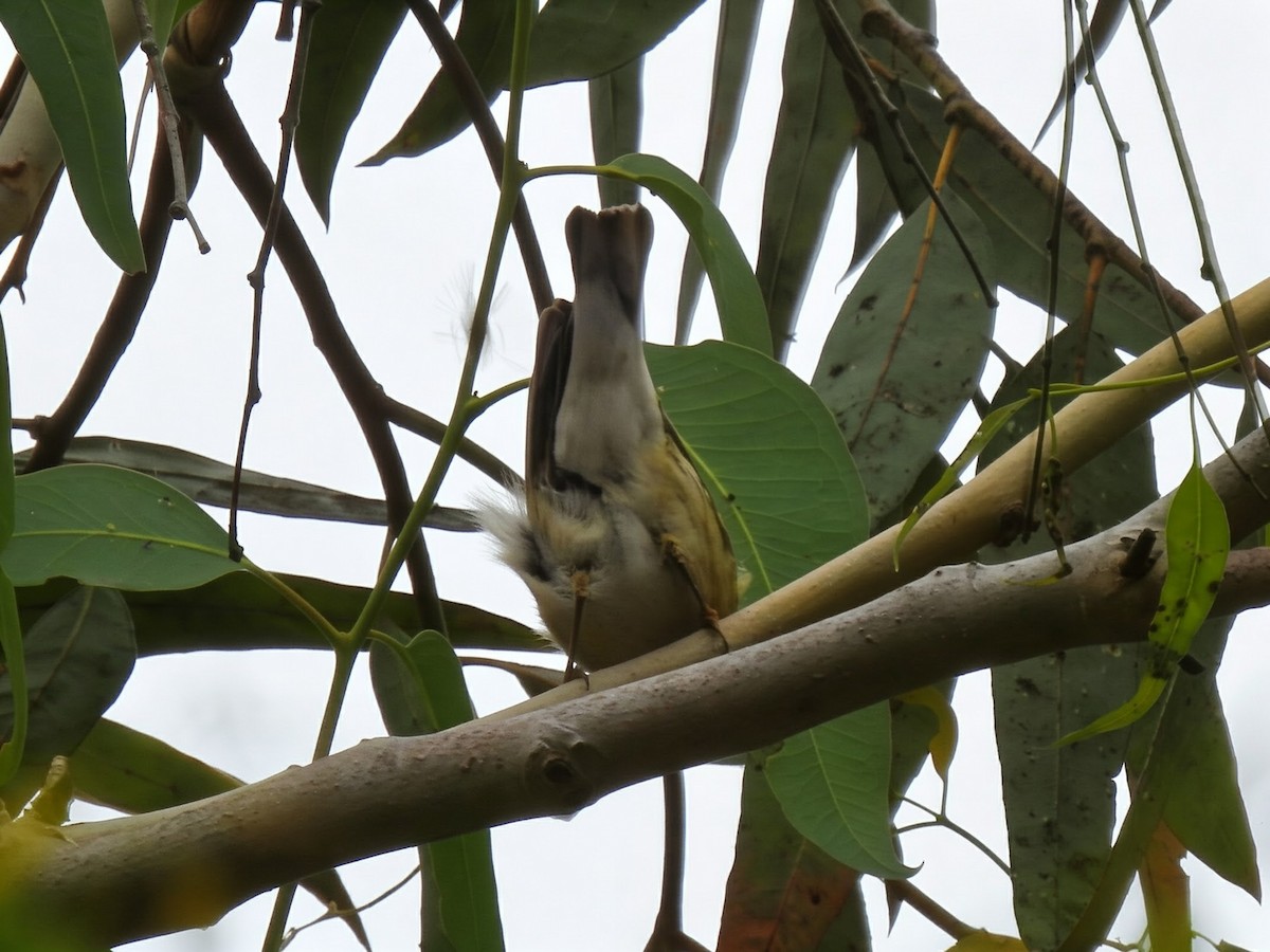 Blackpoll Warbler - ML642602505