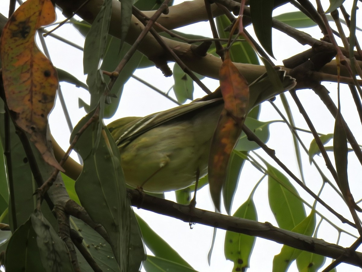 Blackpoll Warbler - ML642602506