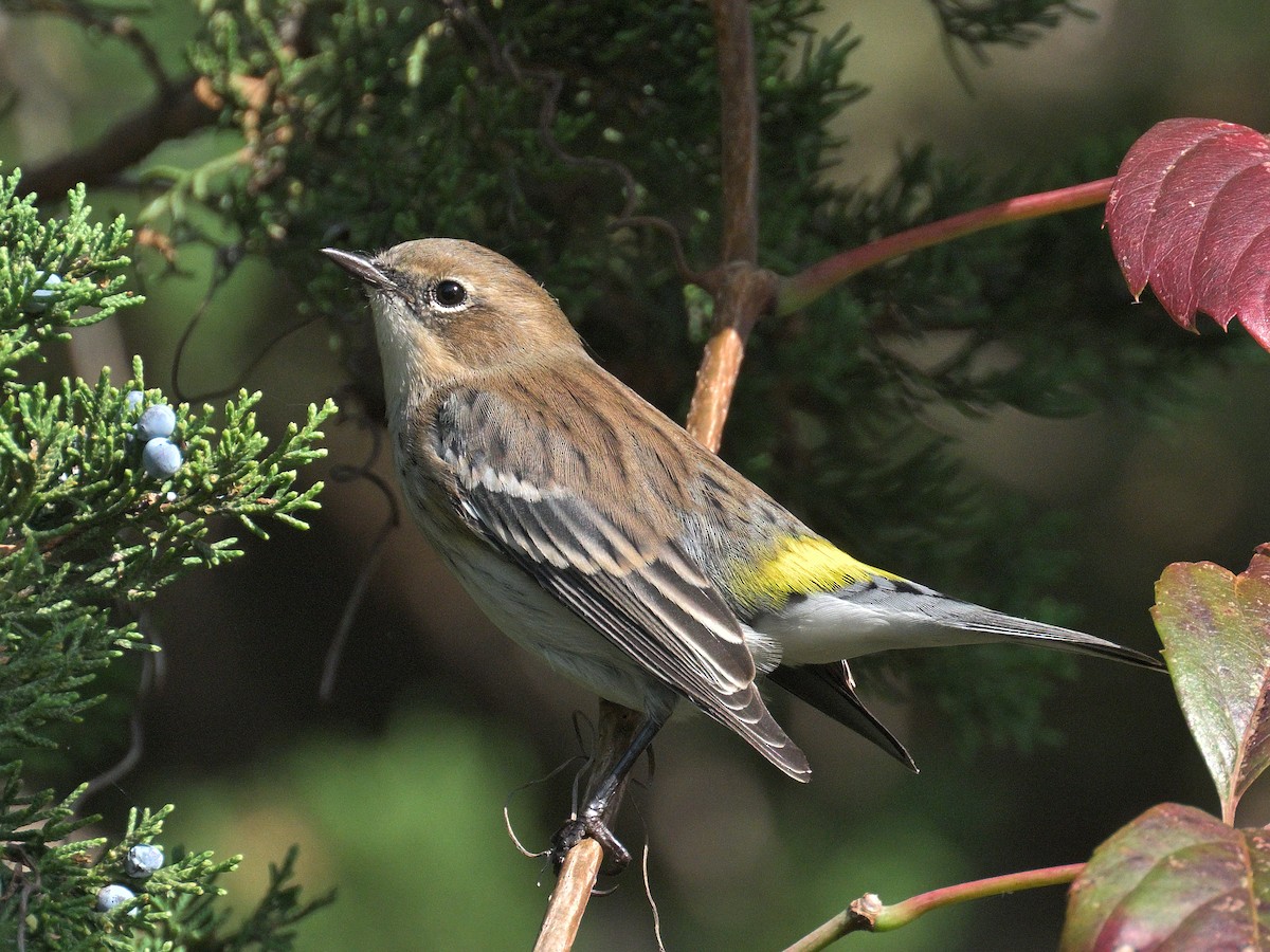 Yellow-rumped Warbler - ML642602511