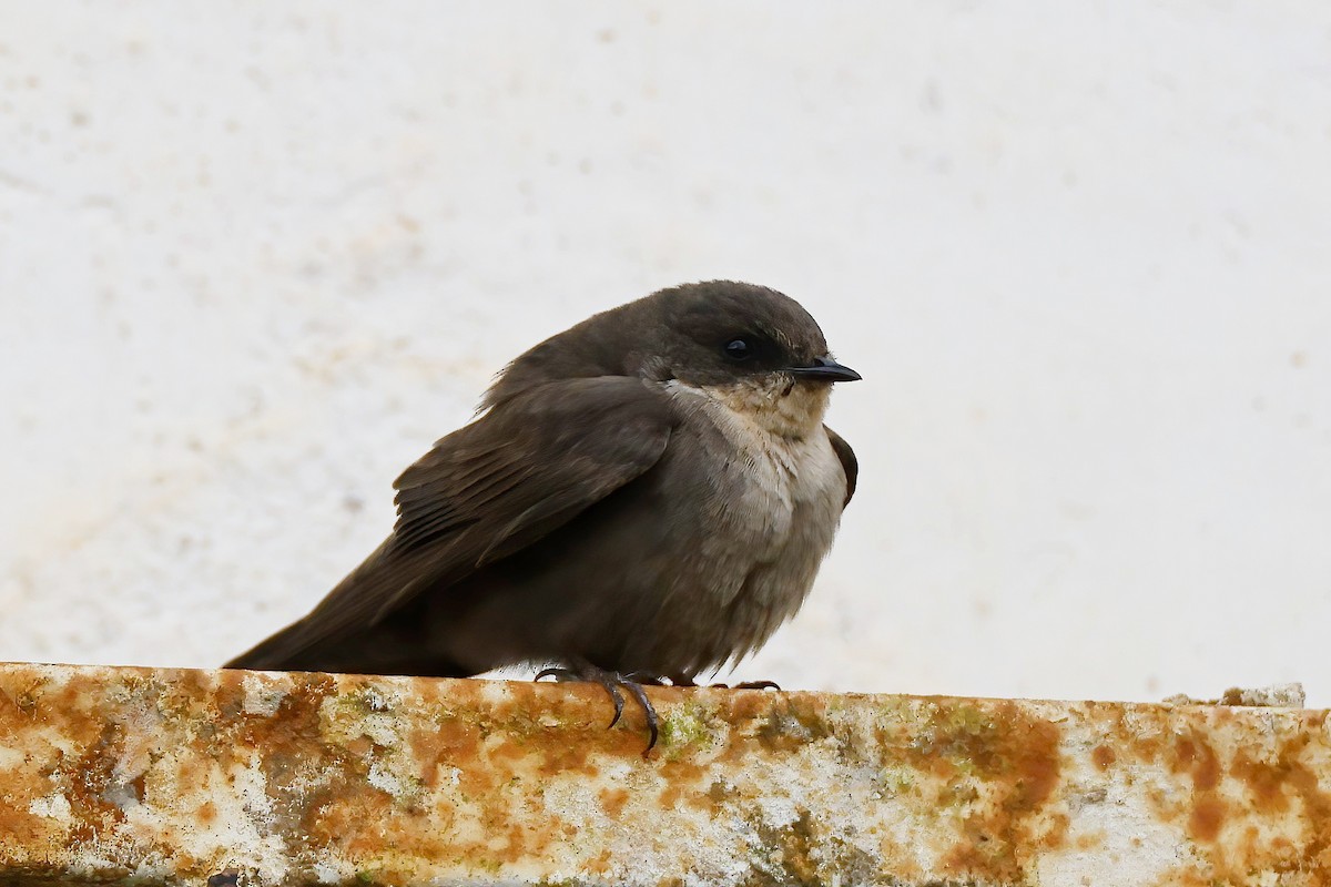 Red-throated Crag-Martin - ML642602517