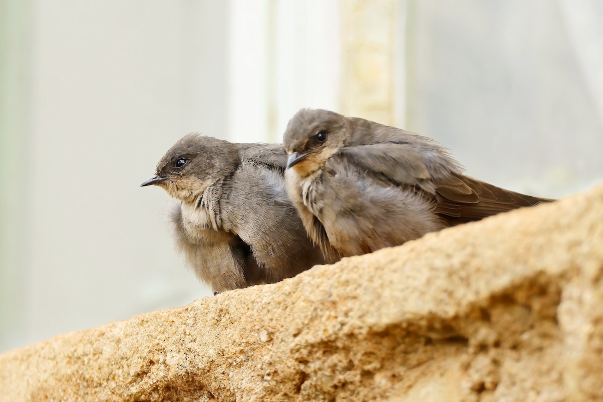 Red-throated Crag-Martin - ML642602518