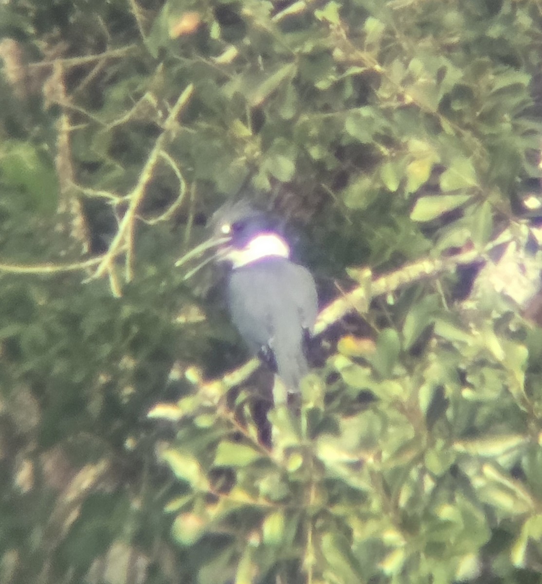 Belted Kingfisher - ML642602530