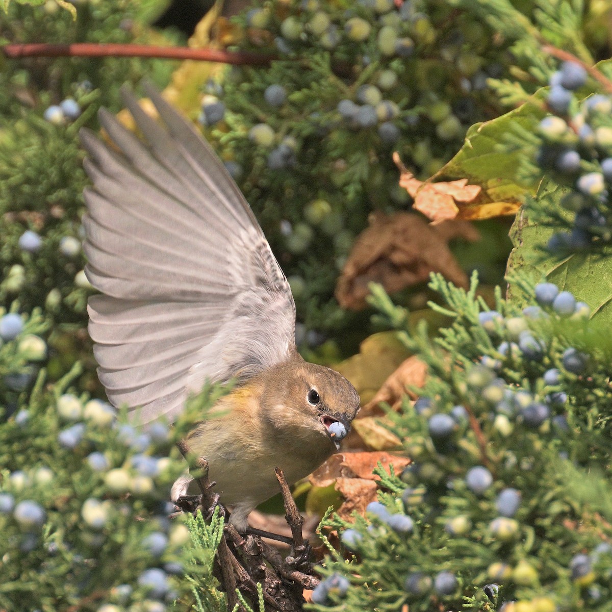Yellow-rumped Warbler - ML642602537