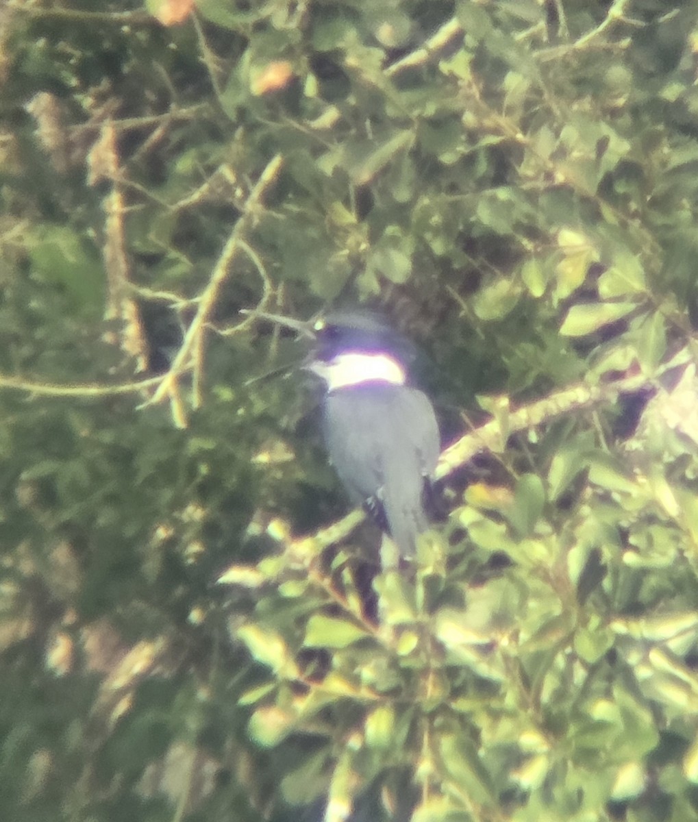 Belted Kingfisher - ML642602547