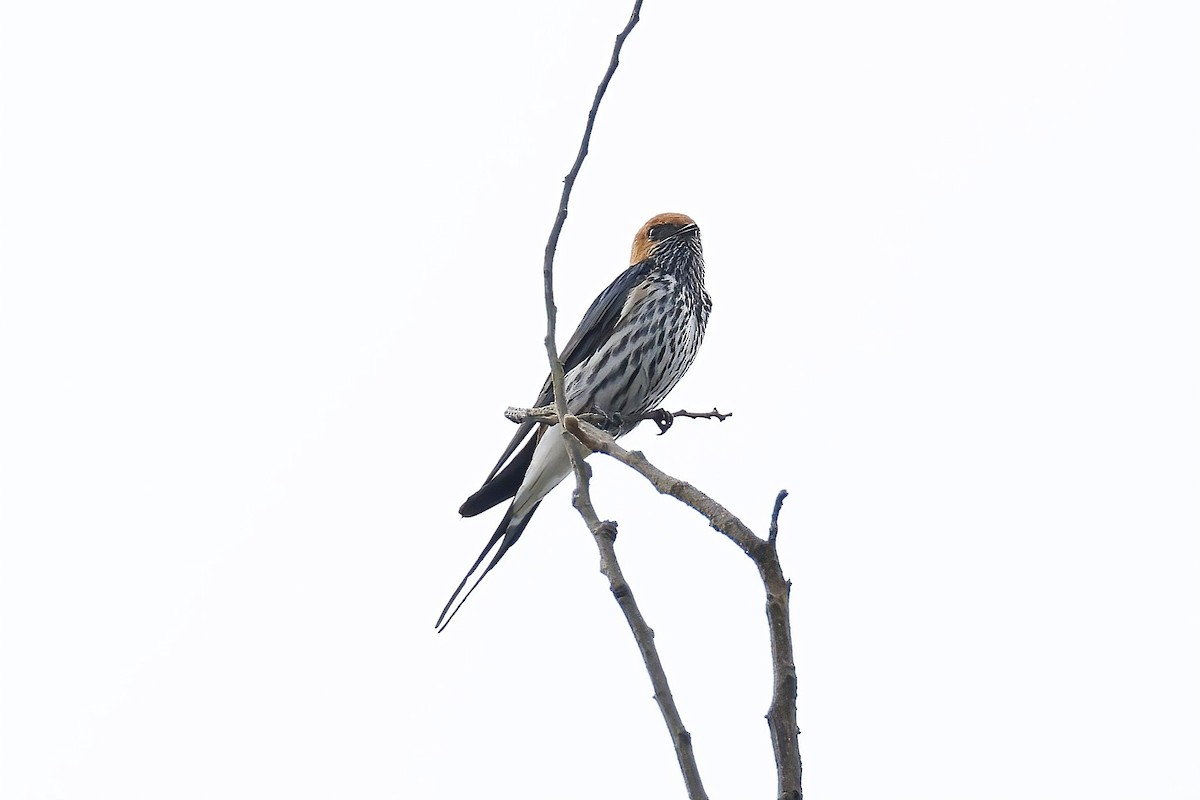 Lesser Striped Swallow - ML642602575