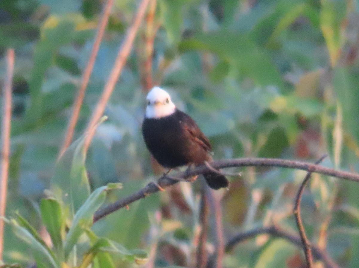 White-headed Marsh Tyrant - ML642602584