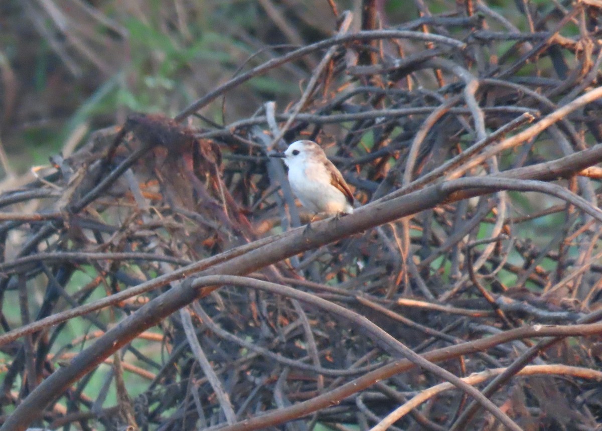 White-headed Marsh Tyrant - ML642602585