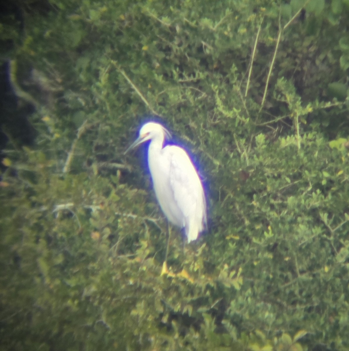 Snowy Egret - ML642602599