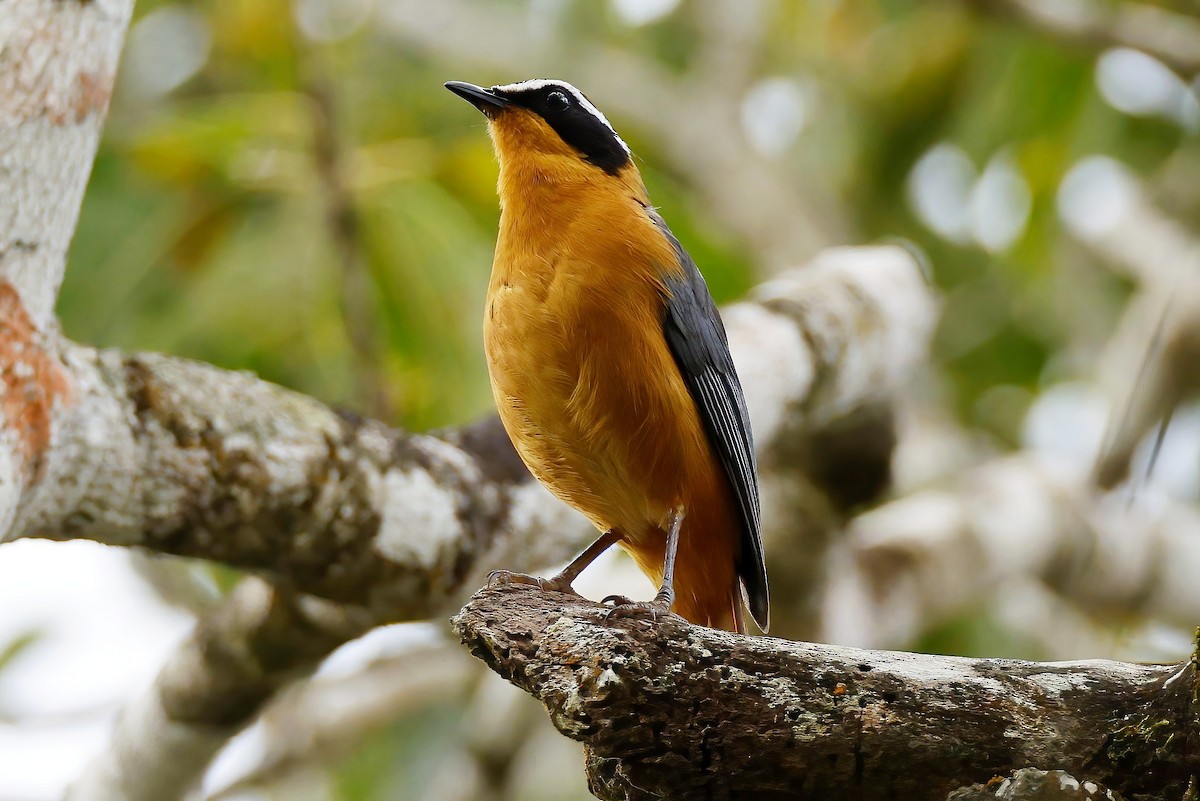 White-browed Robin-Chat - ML642602611
