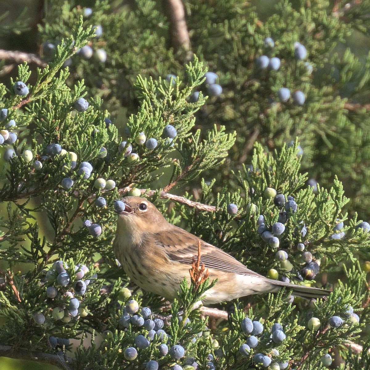 Yellow-rumped Warbler - ML642602612