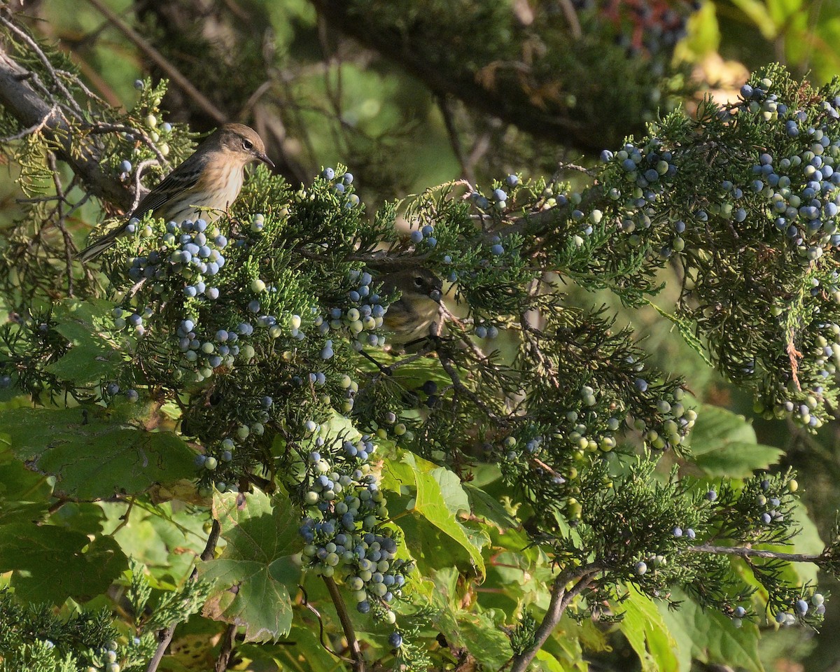 Yellow-rumped Warbler - ML642602637