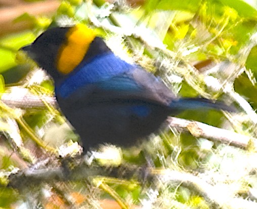 Yellow-scarfed Tanager - ML642602640