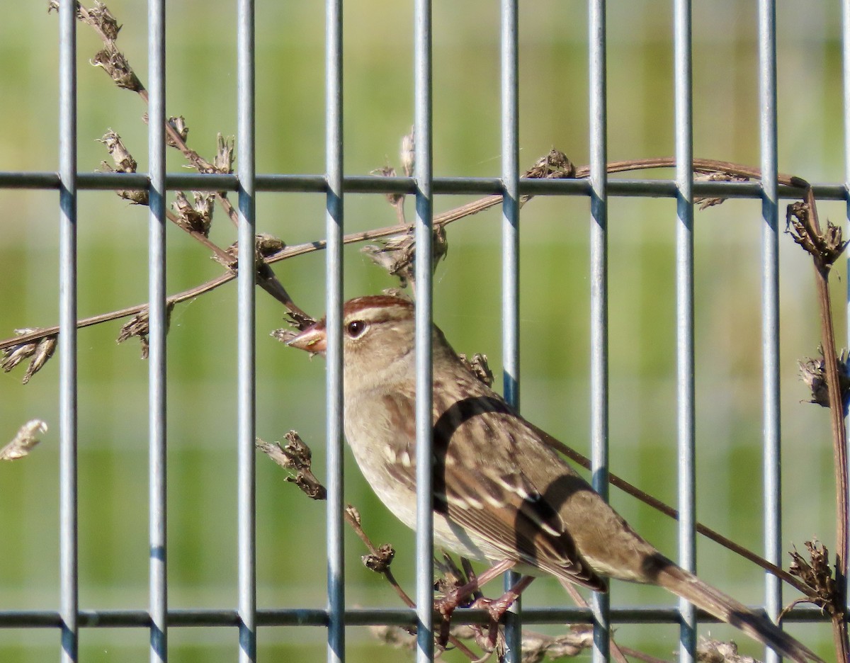 White-crowned Sparrow - ML642602641